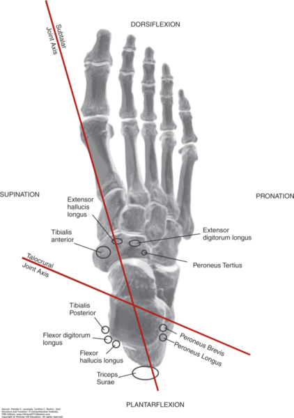 subtalarjoint axis